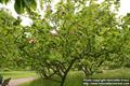 Magnolia soulangeana